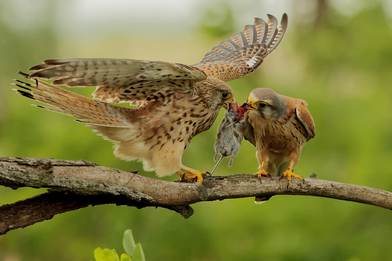 KESTREL FEMALE RECEIVES VOLE by Bob Devine